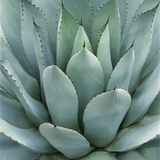 Agave Plant