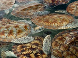 Juvenile Green Turtles in Captivity