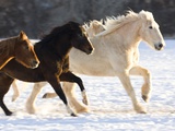 Draft Horse Running With Quarter Horses in Snow