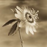 Passion Flower Against the Sky