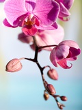 Orchid