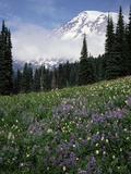 Wildflowers in Meadow Below Mt Rainier