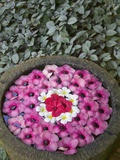 Stone Bowl Filled with Plumeria Blossoms