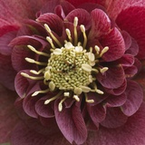 Close-Up of Lenten Rose