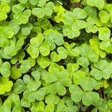 Clover