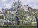 The Vegetable Garden with Trees in Blossom  Spring  Pontoise