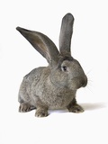 Gray Rabbit