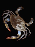 Blue Crab