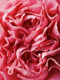 Close-Up of Pink Carnation