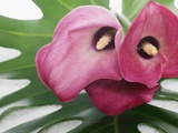 Calla Lilies and Leaves