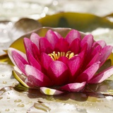 Water lily