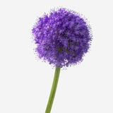 Purple Allium