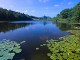 Water Lilies Growing near Shore