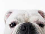 Face of a bulldog