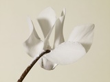 White Cyclamen