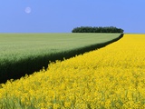 Barley Next to Blooming Canola Plants