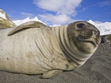 Southern Elephant Seal Weaner Pup on Beach