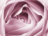 Close-up View of Pink Rose