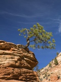 Pinyon Pine atop Sandstone Hoodoo