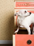 Chihuahua in a drawer