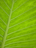 Close-up of Tropical Plant Leaf