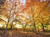 Trees in Autumn