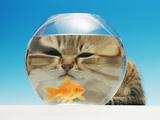 Cat watching a goldfish