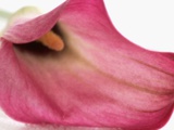 Dusky Magenta Calla Lily