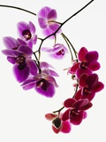 Phalaenopsis orchids