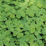 Clover