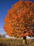 Maple Tree Beside Cornfield