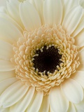 White Gerbera Daisy