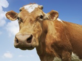 Cow's Head