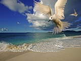 Fairy Tern at Cousine Island Beach