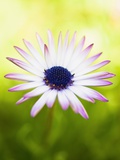Aster