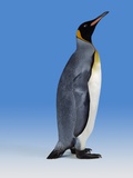 King Penguin