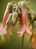 Flowering succulent