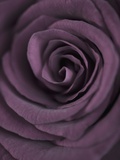 Deep Purple Rose
