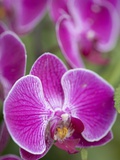 Rare  beautiful orchids bloom in a Florida garden