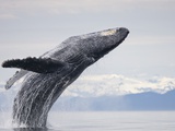 Humpback Whale Breaching in Frederick Sound