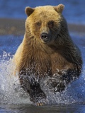 Grizzly Bear Running