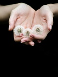 Handful of Dandelions