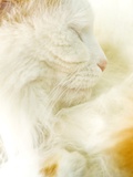 Close-up of a Turkish Van  a Swimming Cat