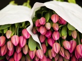 Pink Tulips Wrapped in Paper