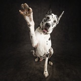 Great dane giving a high-five
