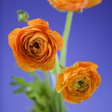 Orange Ranunculus Flowers