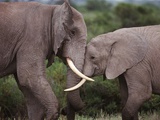 Elephant Love