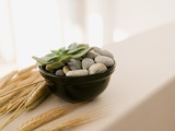 Still life of a succulent plant