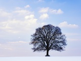 Oak Tree in Winter