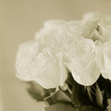 Bouquet of White Roses